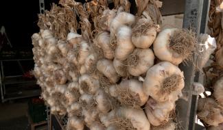 Péronnes : dans les coulisses de la production d'ail à Ginkgo Farm