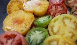 Fermes d'été : une 20ène de variétés de tomates à la ferme du Joli Bois