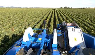 Haulchin : les vendanges 2025 pour un millésime