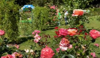 Découverte du Concours International de Roses Nouvelles du Roeulx