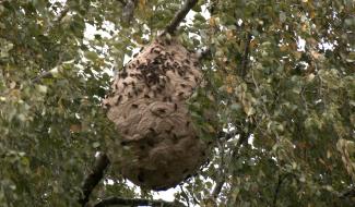 Horrues : les apiculteurs traquent les frelons asisatiques