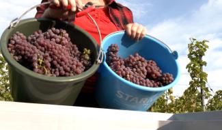 Braine-le-Comte : les vendanges au Domaine du Bois de la Pierre