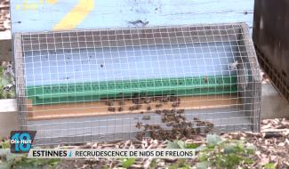 Nids de frelons: des interventions trop coûteuses alors qu'ils prolifèrent?