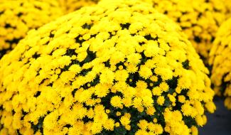 Toussaint : une période dense pour les horticulteurs