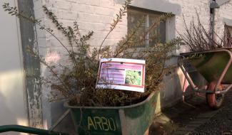 Mariemont : journée de l'arbre et conseils pour planter