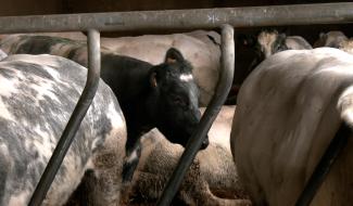 Agriculture: manifestation contre les mesures européennes