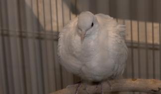 Morlanwelz : le dossier Vica chez le sanctionnateur régional