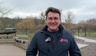 POIL A GRATTER : les cochons dits nains