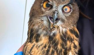 Un hibou grand-duc retrouvé affaibli sur le site de Duferco et pris en charge par Pairi Daiza