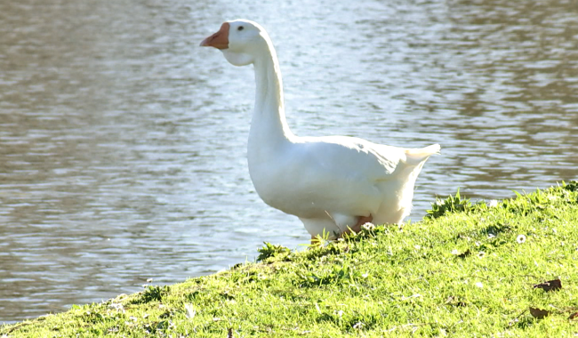 Braine-le-Comte : le site des Étangs Martel va être agrandi et réaménagé