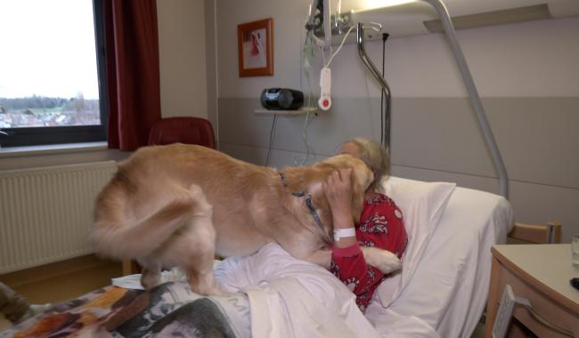 La Louvière : des patients autorisés à recevoir la visite de leur animal domestique