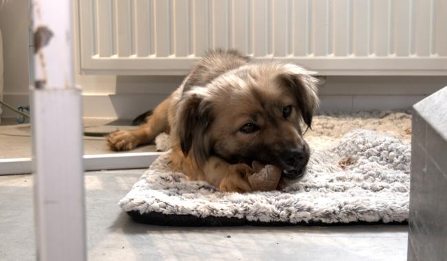 Écaussinnes : première édition de la journée du bien-être animal