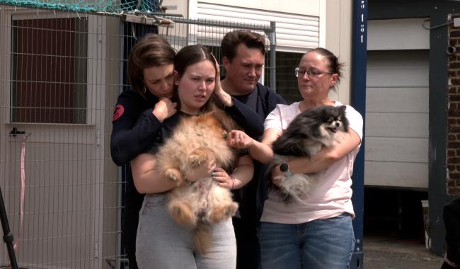 Deux chiens rendus à leur propriétaire accusée de maltraitance