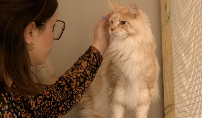 Soignies : un hôtel 5 étoiles pour les chats
