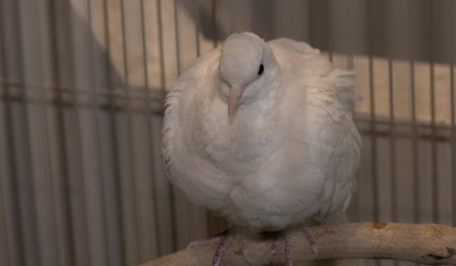 Morlanwelz : le dossier Vica chez le sanctionnateur régional