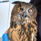 Un hibou grand-duc retrouvé affaibli sur le site de Duferco et pris en charge par Pairi Daiza