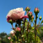 Le Roeulx : à la découverte du jardin des roses