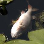 Seneffe: les poissons suffoquent et périssent dans l'Ancien Canal