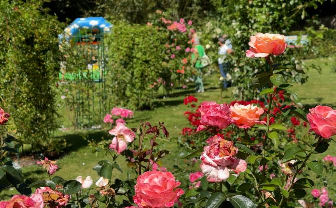 Découverte du Concours International de Roses Nouvelles du Roeulx
