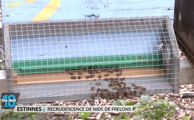 Nids de frelons: des interventions trop coûteuses alors qu'ils prolifèrent?
